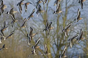 Black-tailed godwit (Limosa limosa) flock in flight past Willow trees fringing a shallow