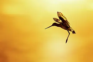 Sandpiper Prints: Black-tailed godwit (Limosa limosa) in flight, backlit at sunset, Lancashire, England, UK