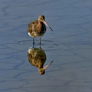 Black-tailed godwit (Limosa limosa) foraging, Vendeen Marsh, Vendee, France, May