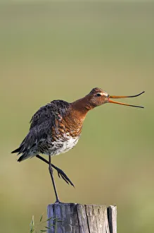 Waders Prints: Black tailed godwit (Limosa limosa) standing on one leg on post calling