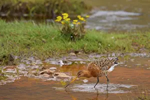 Black-tailed godwit (Limosa limosa) standing in puddle, drinking, Akranes, Iceland. June