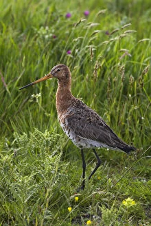 Images Dated 22nd May 2009: Black-tailed godwit (Limosa limosa) Texel, Netherlands, May 2009