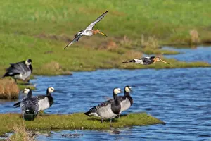 Sandpiper Prints: Two Black-tailed godwits (Limosa limosa) in breeding plumage landing over flock of Barnacle geese (Branta leucopsis)