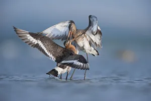 Images Dated 29th June 2009: Black tailed godwits (Limosa Limosa) fighting, Lake Belau, Moldova, June