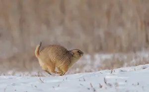 Rodentia Prints: Black-tailed prairie dog (Cynomys ludovicianus) running across a snowfield moving between burrows