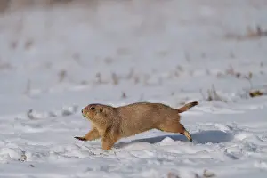 Rodentia Prints: Black-tailed prairie dog (Cynomys ludovicianus) running across a snowfield moving between burrows