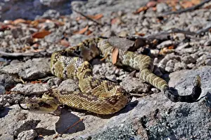 Animal Markings Prints: Black-tailed rattlesnake (Crotalus molossus) juvenile