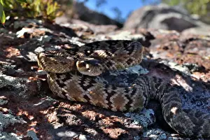 Animal Markings Prints: Black-tailed rattlesnake (Crotalus molossus) juvenile