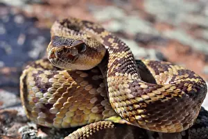 Southwest Usa Prints: Black-tailed rattlesnake (Crotalus molossus) juvenile