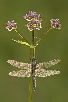 Images Dated 9th June 2011: Black-tailed skimmer dragonfly (Orthetrum cancellatum), Westhay SWT reserve, Somerset Levels