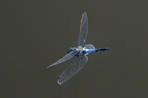 Damselfly Prints: Black-tailed skimmer (Orthetrum cancellatum) male in flight, Upper Bavaria, Germany. July