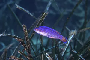 Alismatales Gallery: Black-tailed wrasse (Symphodus melanocercus) sheltering within Neptune seagrass