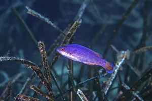 Alismatales Prints: Black-tailed wrasse (Symphodus melanocercus) sheltering within Neptune seagrass