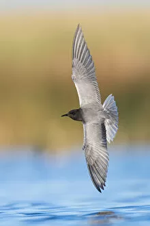 Black tern (Chlidonias niger) hunting over water in prairie wetland for emerging midges (Chironomidae)