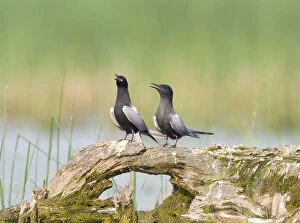 Black terns (Chlidonias niger), pair on a perch, vocalizing during courtship (termed