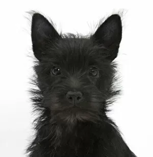 Animal Ear Gallery: Black Terrier-cross puppy, Maisy, 3 months, portrait