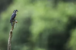 Black-thighed falconet (Microhierax fringillarius) male, Malaysia. With dragonfly prey