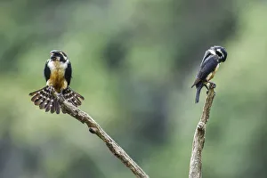 Black-thighed falconet (Microhierax fringillarius) male female pair with female fanning