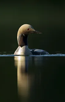 Black-throated diver (Gavia arctica), Finland, June