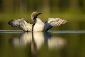 Images Dated 29th June 2014: Black-throated diver (Gavia arctica) displaying, Finland, June