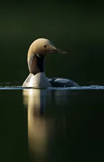 Images Dated 29th June 2014: Black-throated diver (Gavia arctica), Finland, June