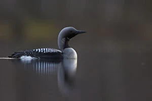 Images Dated 2014 May: Black-throated Diver (Gavia arctica) Rokua, Finland, May