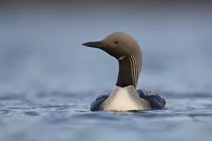 Arctic Loon Gallery: Black throated diver (Gavia arctica) swimming, Assynt, Sutherland, Highland, Scotland