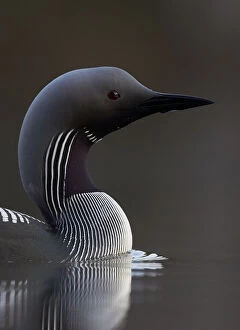 Arctic Loon Gallery: Black-throated diver (Gavia arctica) on water, Finland, May