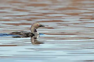 Black-throated diver (Gavia arctica) on water, Scotland, UK. April