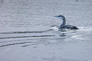 Gavia Prints: Black-throated diver (Gavia arctica) on water, Norfolk, England, UK. January
