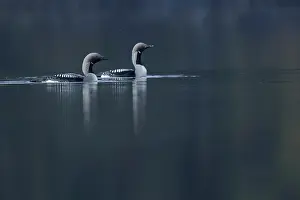 Varanger Prints: Black-throated divers (Gavia arctica) pair on water in breeding season