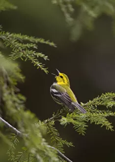 Images Dated 4th May 2009: Black-throated Green Warbler (Dendroica virens), male in breeding plumage singing