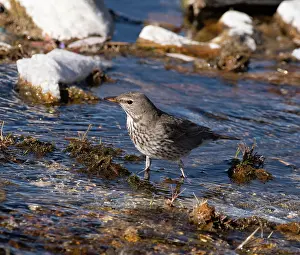 True Thrush Prints: Black-throated thrush (Turdus atrogularis) female