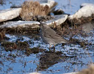 True Thrush Prints: Black-throated thrush (Turdus atrogularis) female