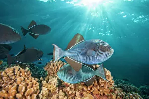 Black triggerfish (Melichthys niger) swimming over reef, usually dark black in color, Hawaii, Pacific Ocean