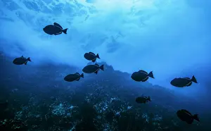 Silhouetted Prints: Black triggerfish (Melichthys niger) swimming over reef with breaking waves in the background