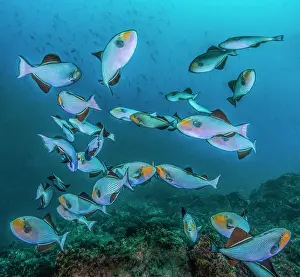 Reproduction Prints: Black triggerfish (Melichthys niger) - usually much darker in colour