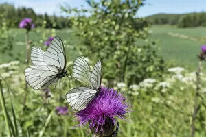 Nectaring Gallery: Black-veined white (Aporia crataegi) butterfly pair, in flight and nectaring on Thistle