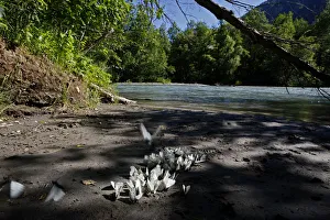 Aporia Crataegi Gallery: Black veined white butterflies (Aporia crataegi) on the bank of the Arkhyz River