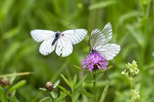 Aporia Crataegi Gallery: Black-veined white butterflies (Aporia crataegi) courtship, Alps, Slovenia
