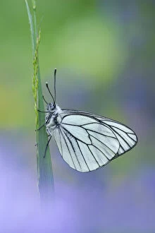 Butterfly Gallery: Black veined white butterfly (Aporia crataegi) on grass, Gavarnie-Gedre, Pyrenees National Park