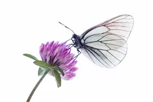 Aporia Crataegi Gallery: Black veined white butterfly (Aporia crataegi) on red clover (Trifolium pratense) Fliess