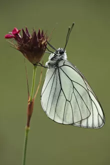 Images Dated 23rd June 2009: Black veined white butterfly (Aporia crataegi) on Pink (Dianthus sp) flower, Mount Baba