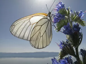 Images Dated 16th June 2009: Black veined white butterfly (Aporia crataegi) feeding on Vipers bugloss (Echium