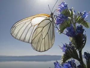 Boraginaceae Prints: Black veined white butterfly (Aporia crataegi) feeding on Vipers bugloss (Echium