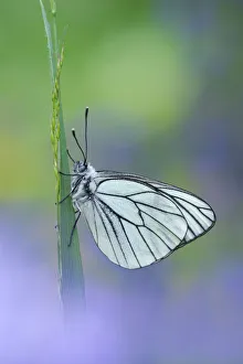 Black Veined White Prints: Black veined white butterfly (Aporia crataegi) on grass