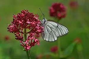 Papilionoidea Prints: Black-veined white butterfly (Aporia crataegi) nectaring on pink flower