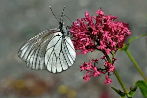 Papilionoidea Prints: Black-veined white butterfly (Aporia crataegi) nectaring on pink flower