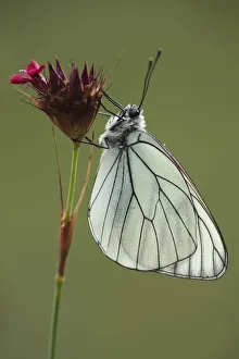 Black veined white butterfly (Aporia crataegi) on Pink (Dianthus sp) flower, Mount Baba