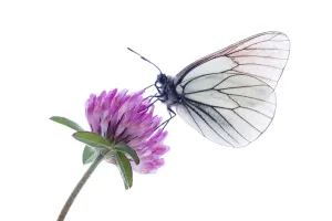 Butterflies Prints: Black veined white butterfly (Aporia crataegi) on red clover (Trifolium pratense) Fliess